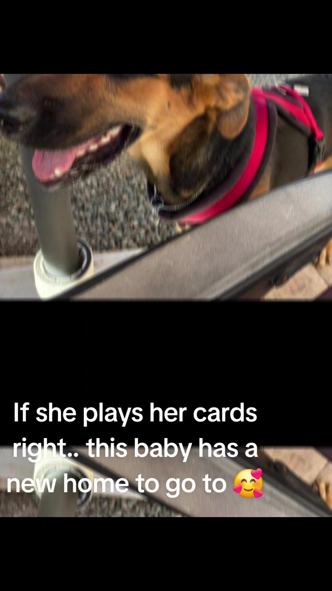 @K9mumma