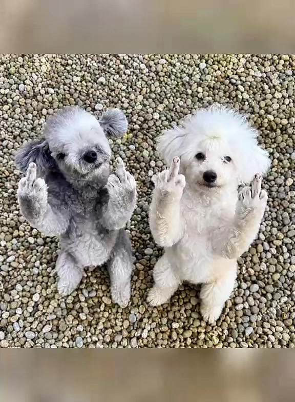 @Pepper_and_Peaches