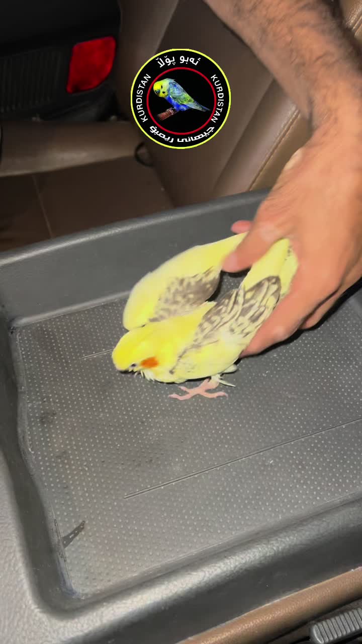 @أبو پؤلا