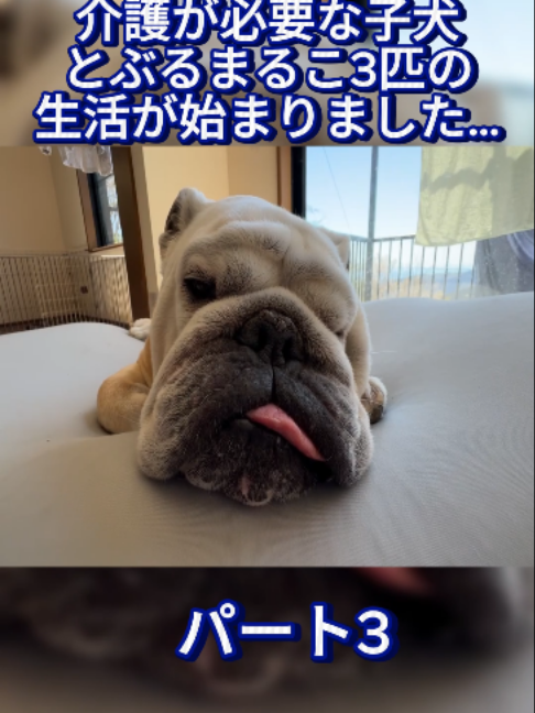 @ブルドッグぶるまるチャンネル Fan
