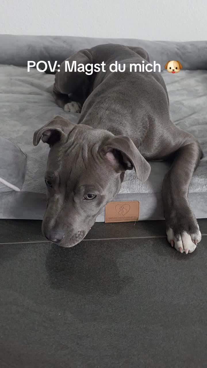 @👑Milo🐶 & La dolce Vita👑