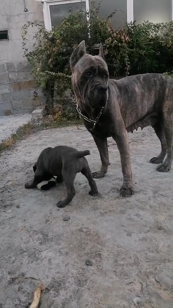 @Mafiacanecorso