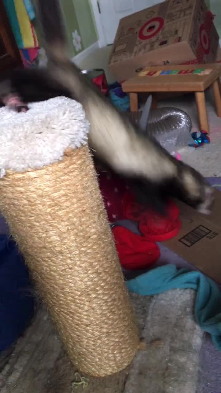 @Twix the Cat