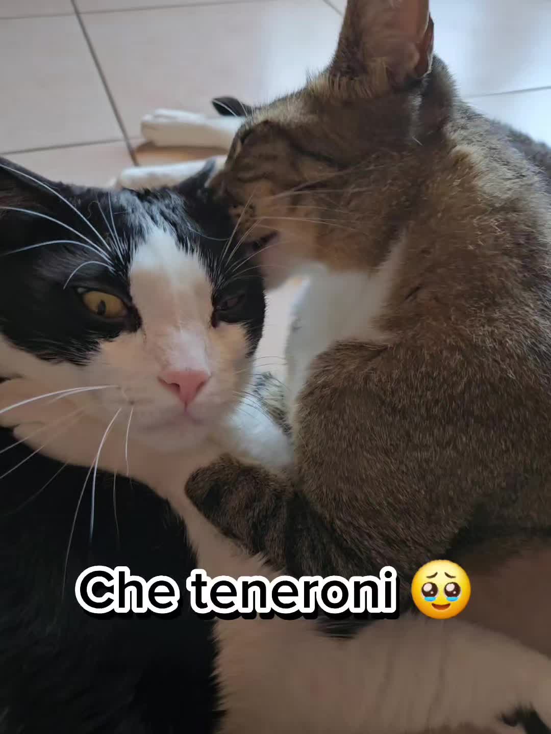 @Sia 🐱