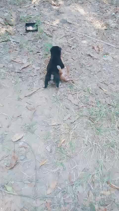 @น้องชมพู่