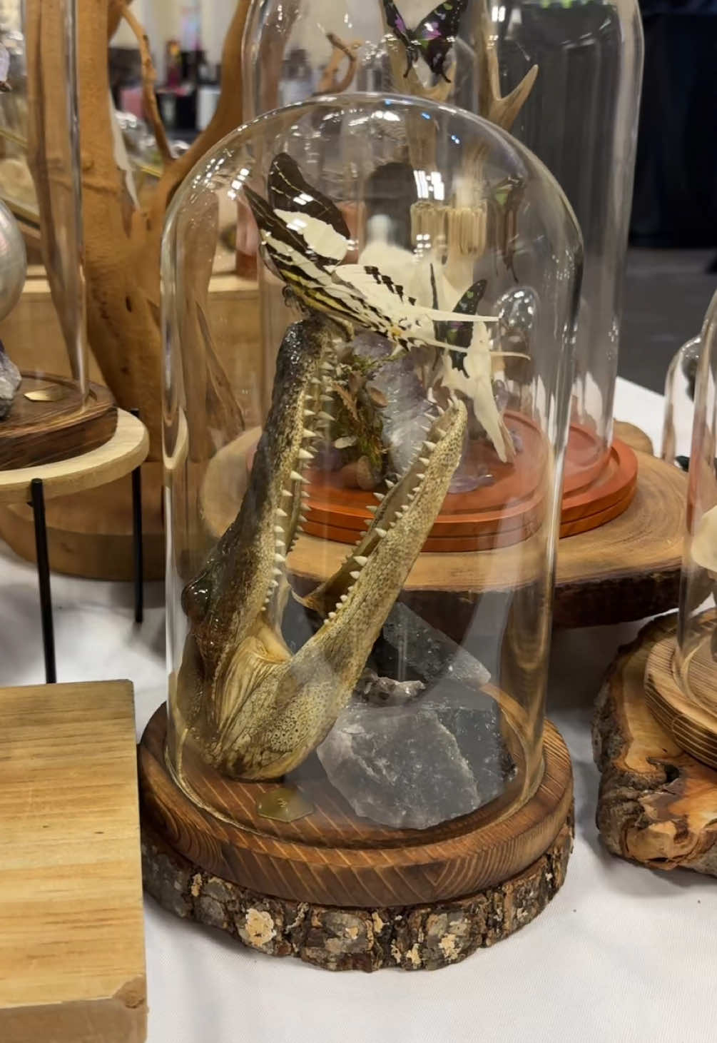 @Oddities & Curiosities Expo