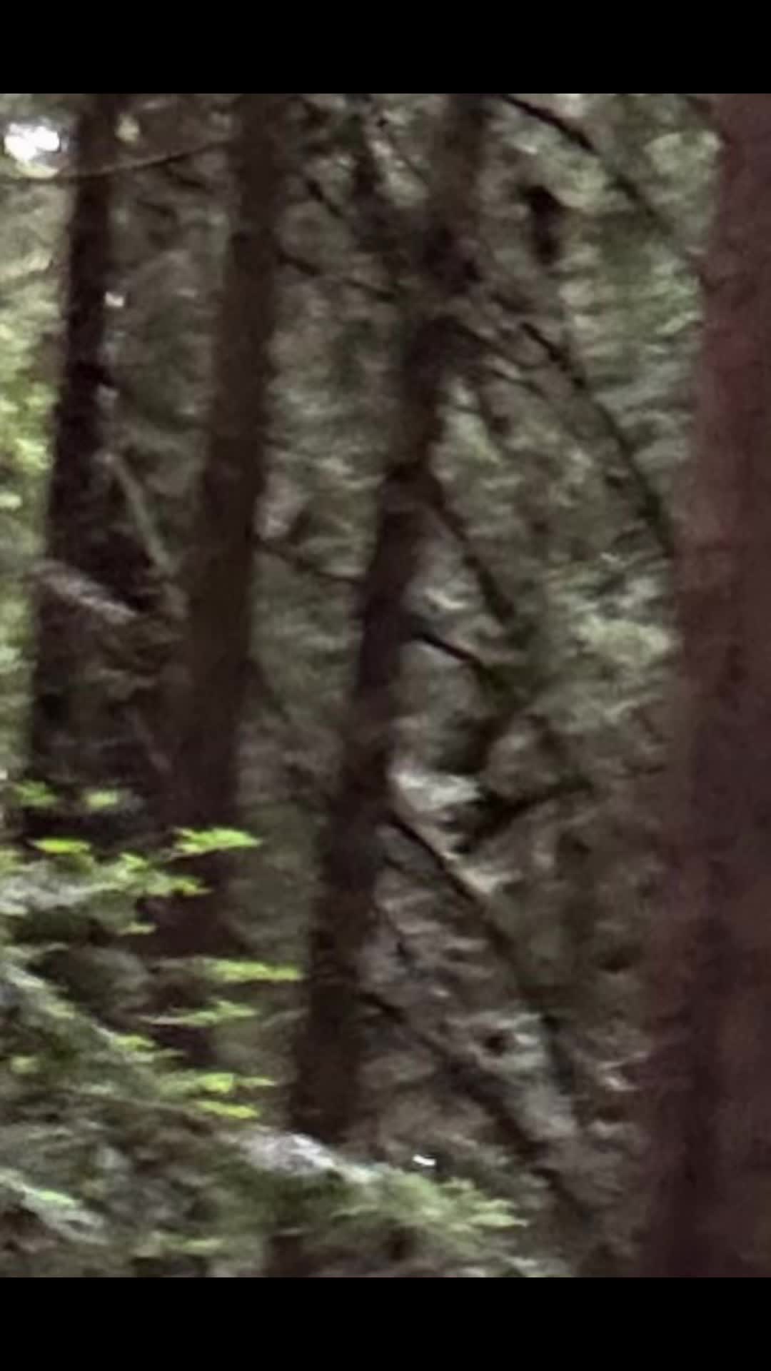 @🌲Forest Friend🌲🙏💗