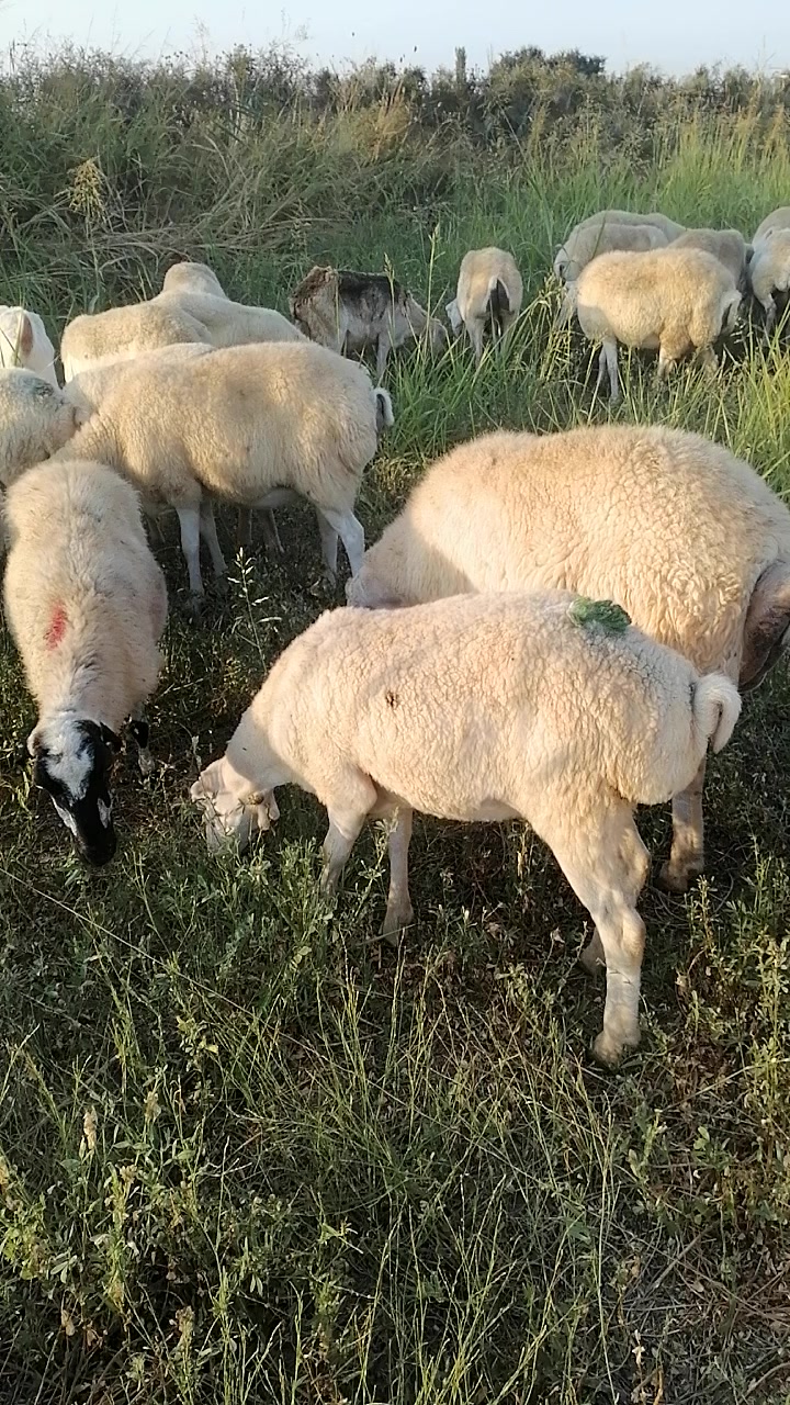@Elşad.264