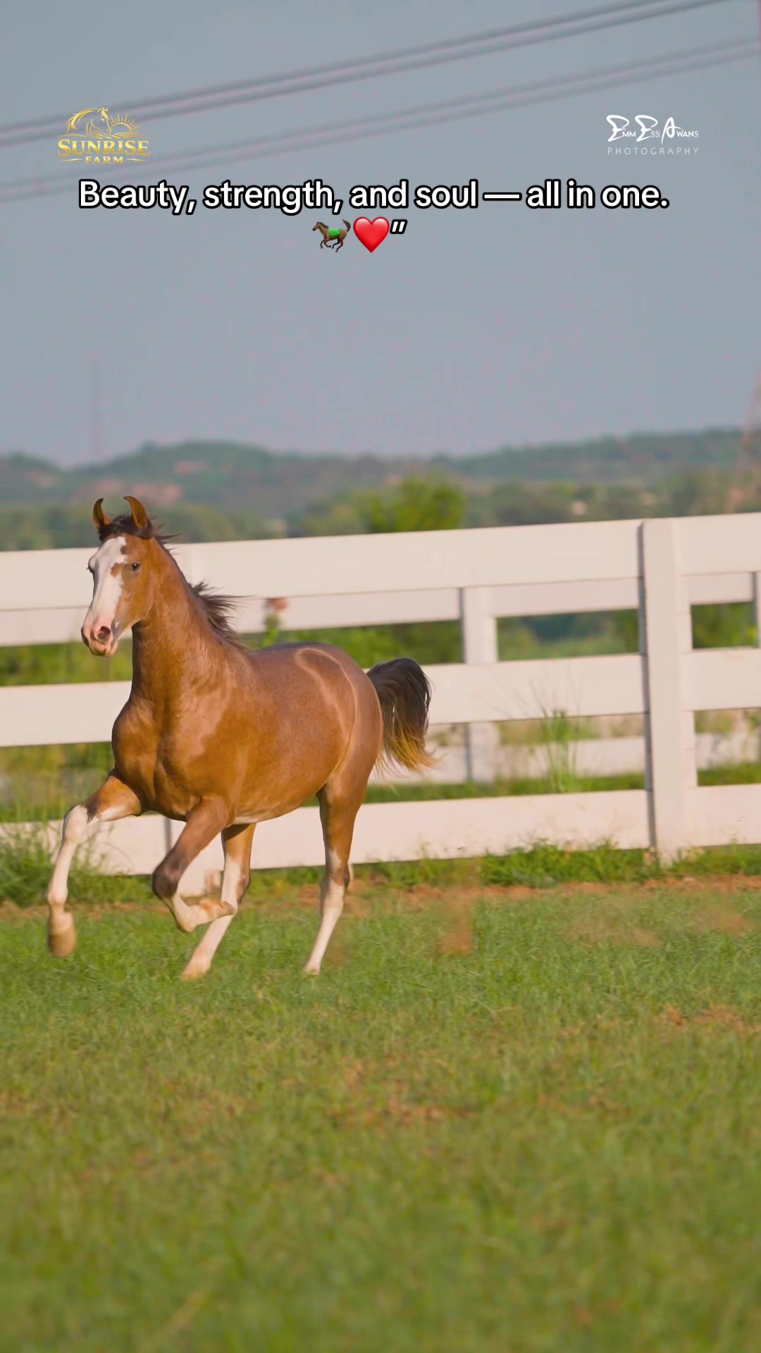 @SUNRISE STUD FARMS RAWALPINDI