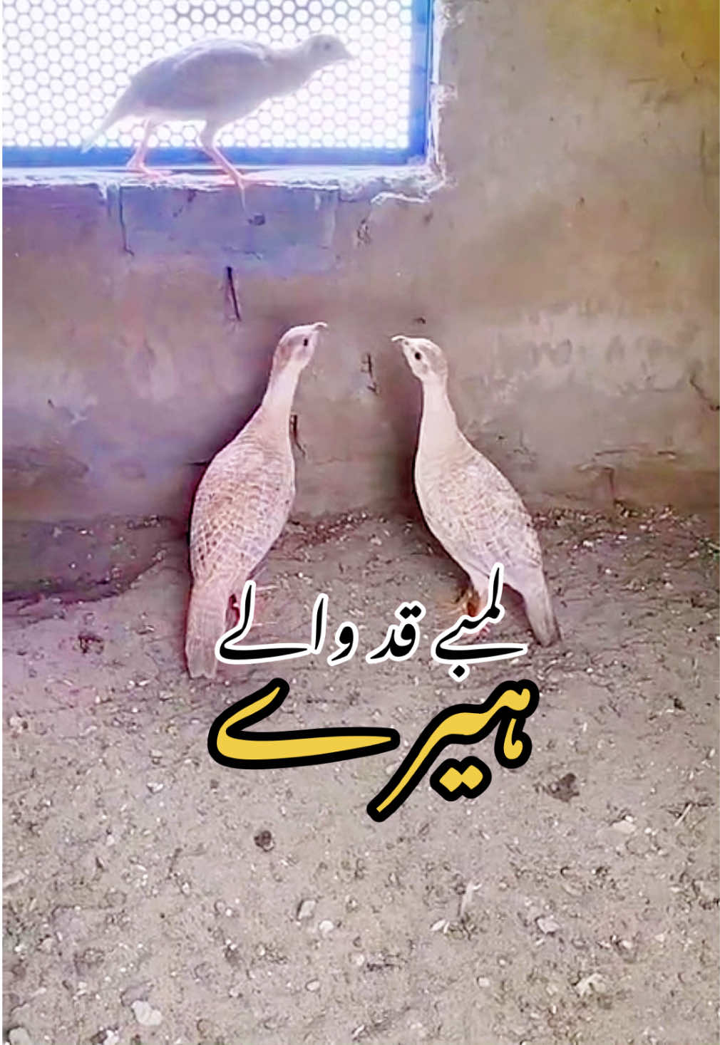 @Rayan Pets Zone