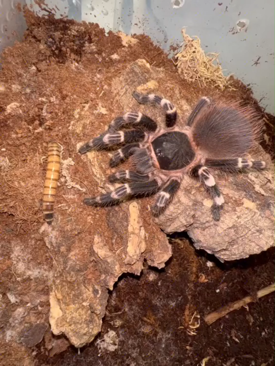 @The Spider Shop