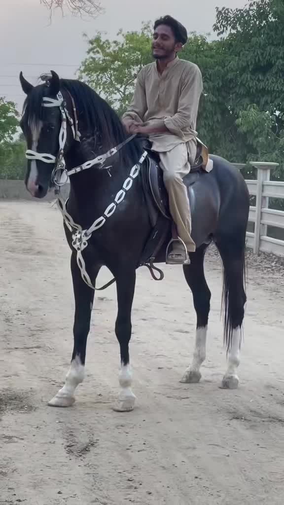@Ch Hammad bokan ♥️🐎