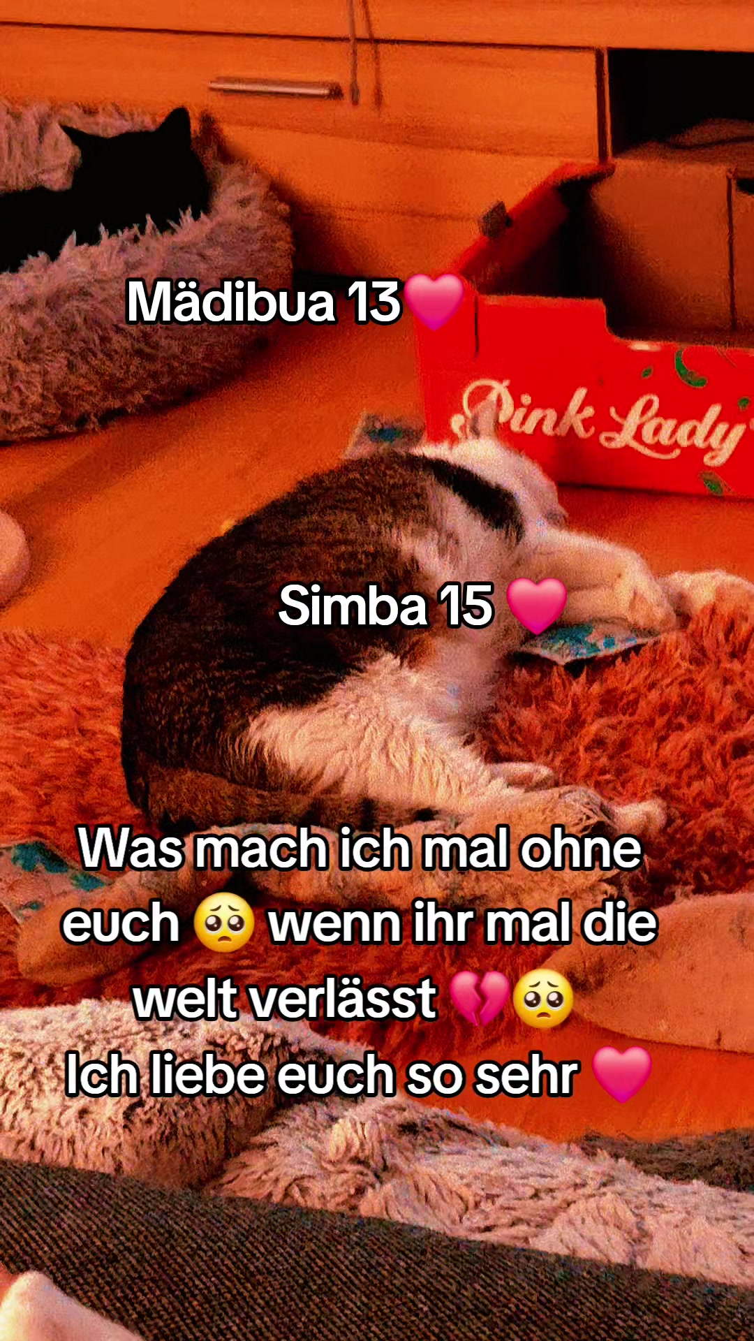 @♥️Katzenmama♥️