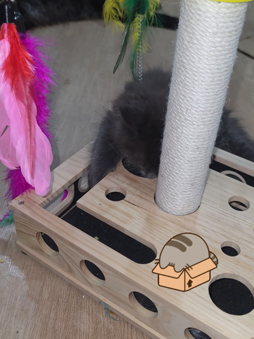 @Peaky Claws Cattery