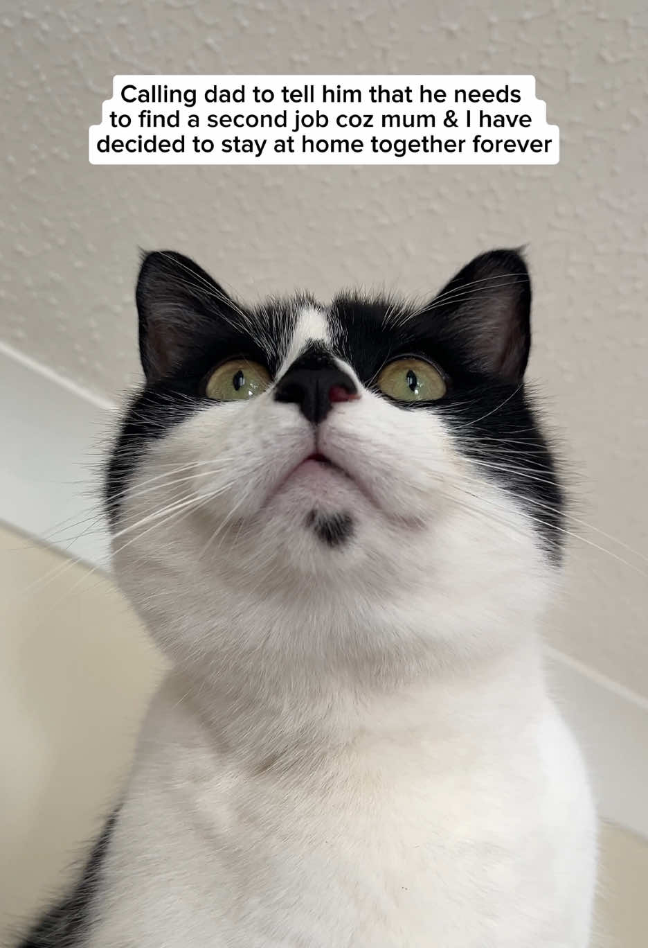 @Pudding | Cat UGC Creator