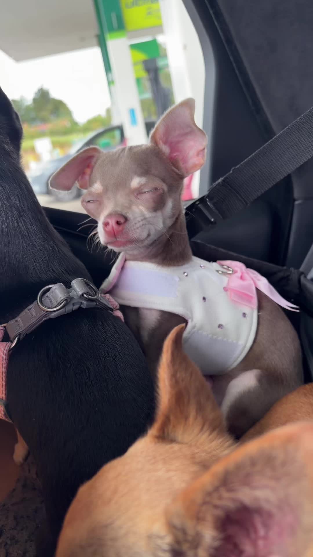 @Suffolk Chihuahuas