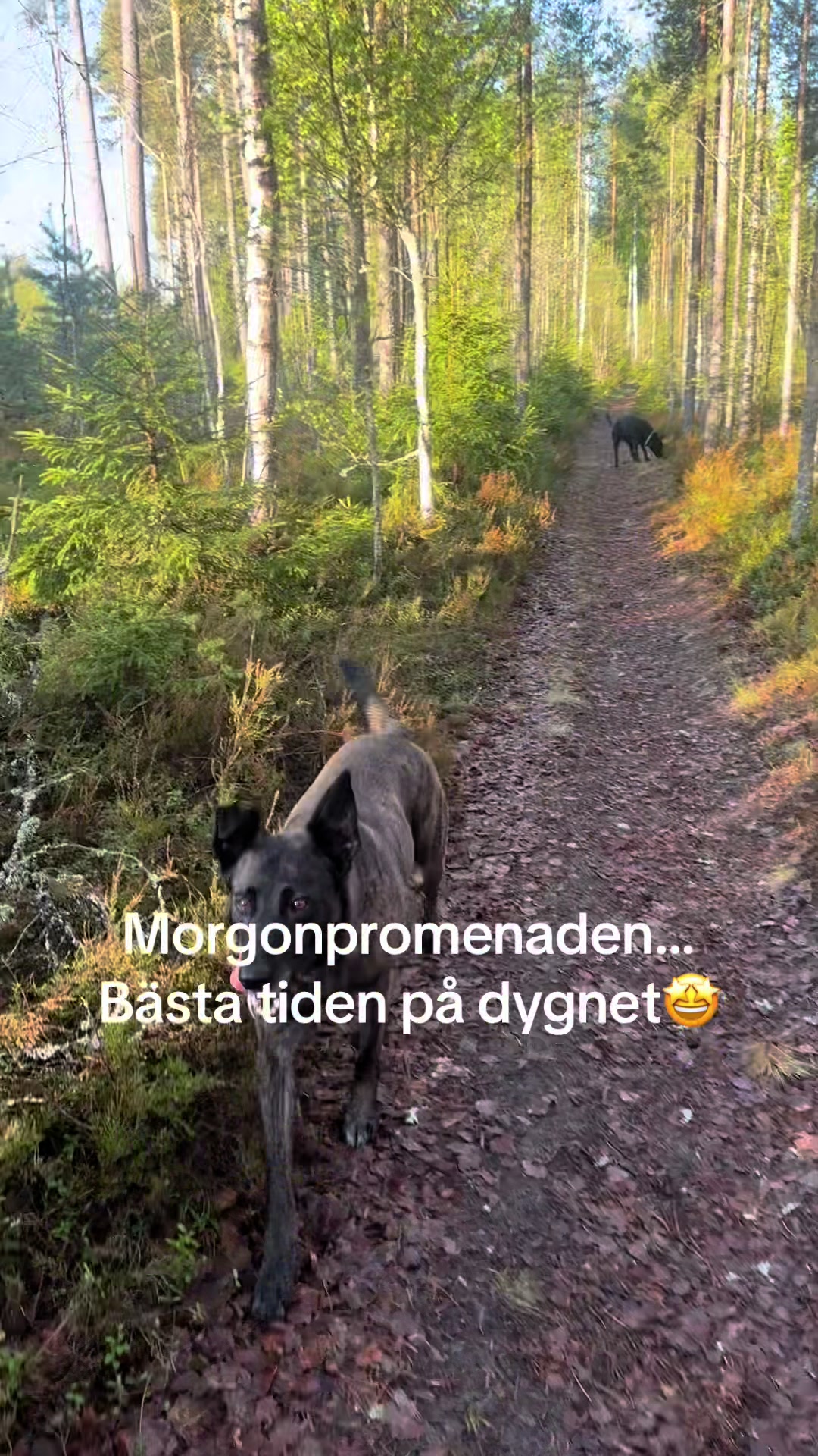 @dutch_lab_stories