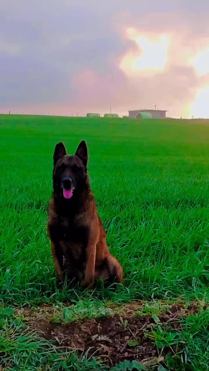 @Cizeer_kiva malinois k9 🐕🦺
