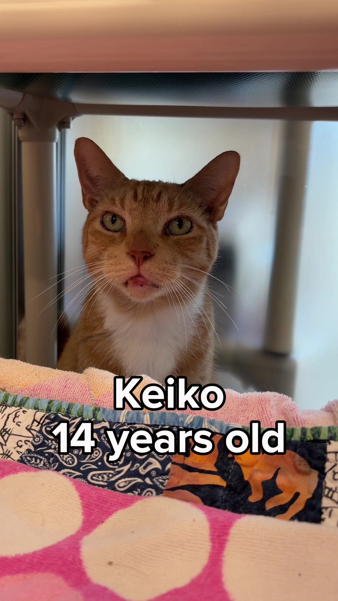 @Seattle Humane