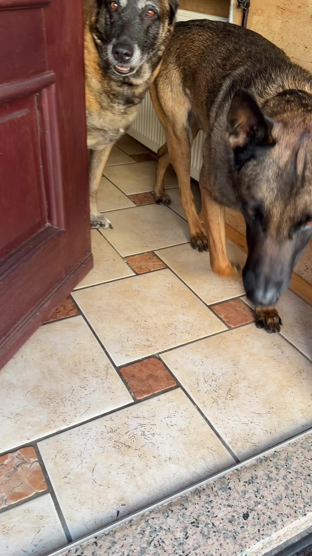 @malinois_und_ich