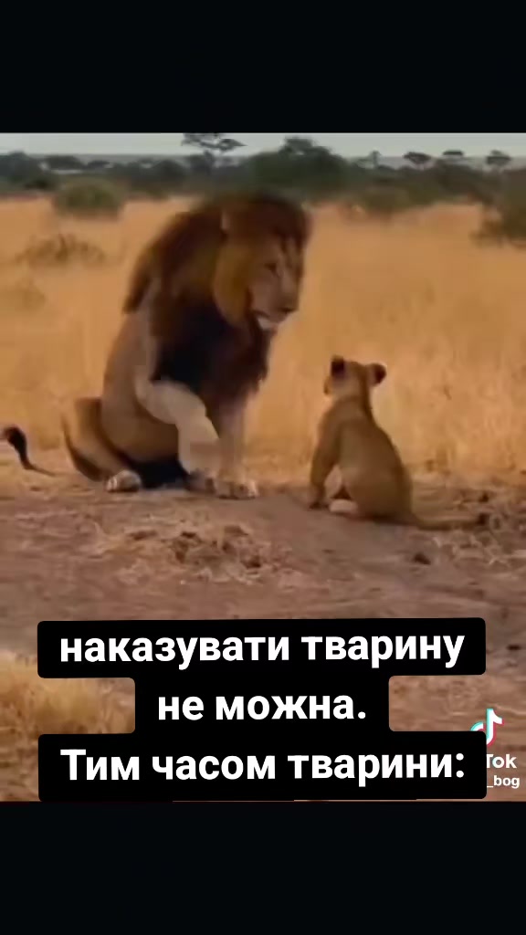 @вівчарки "Wolf'sfelzem"