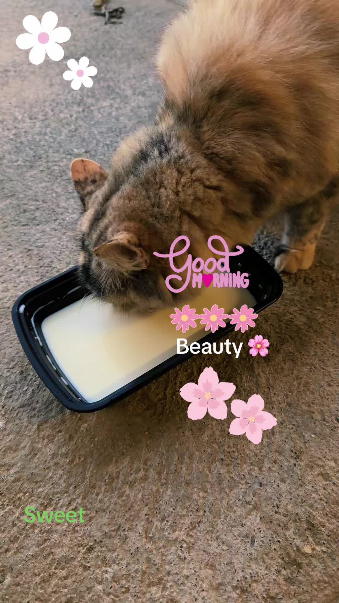 @Amri Gatitos