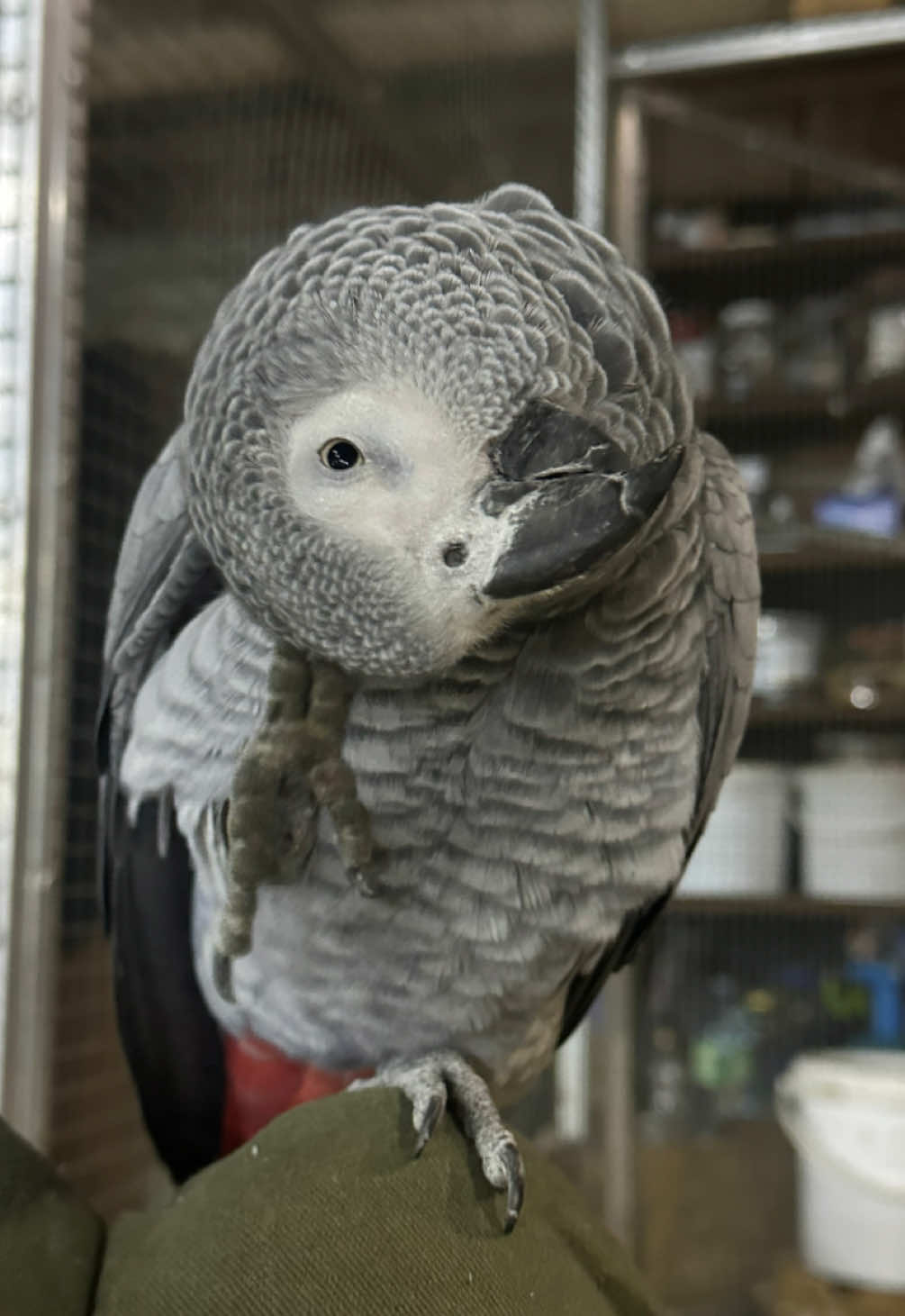 @(C&eacute;lia)BeHappyWithParrots🦜
