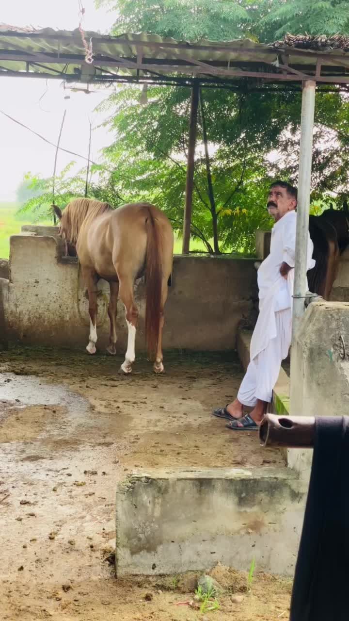 @Ch Hammad bokan ♥️🐎