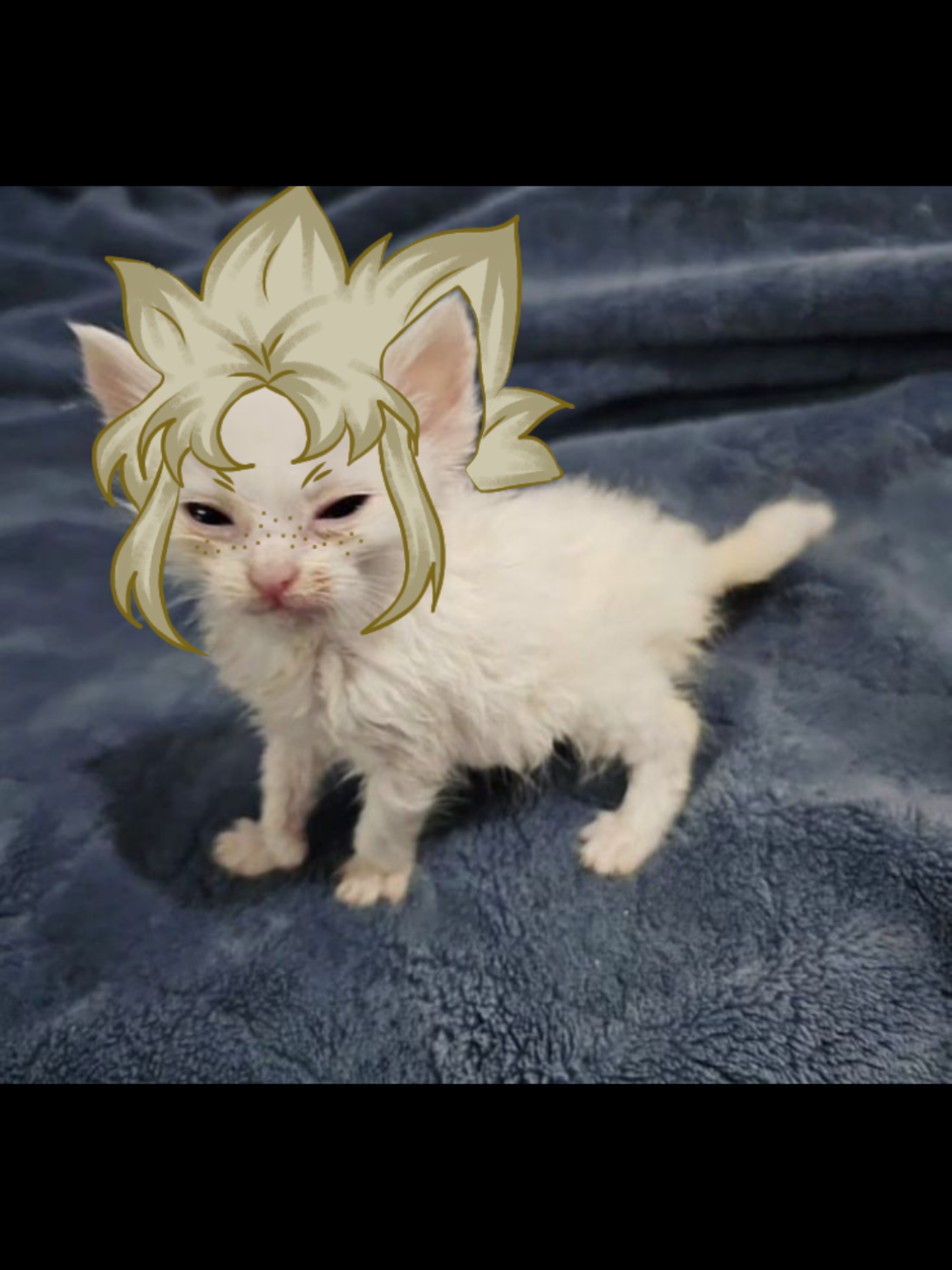 @๐๐ธZib๐ธ๐