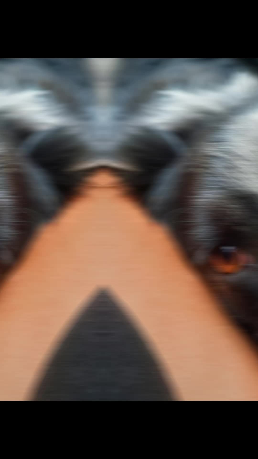 @Bordercollies Anonymous Club