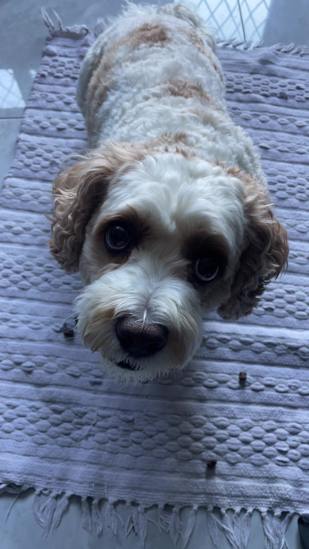 @My Cavachon