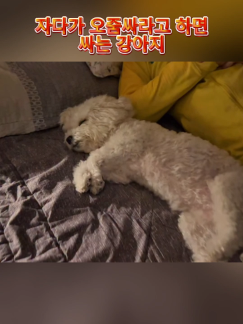 @멍멍일기