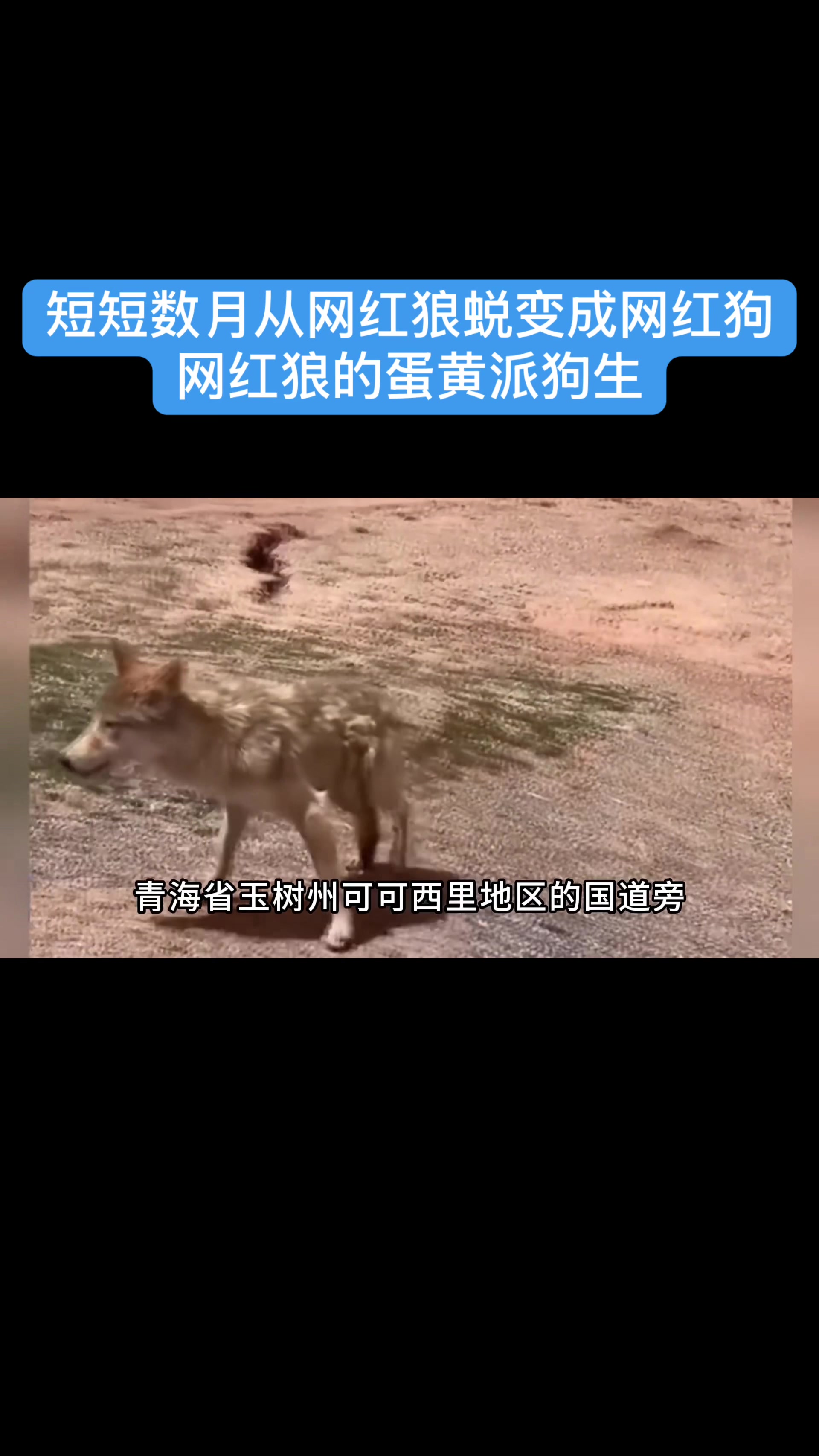 @gonghonglei