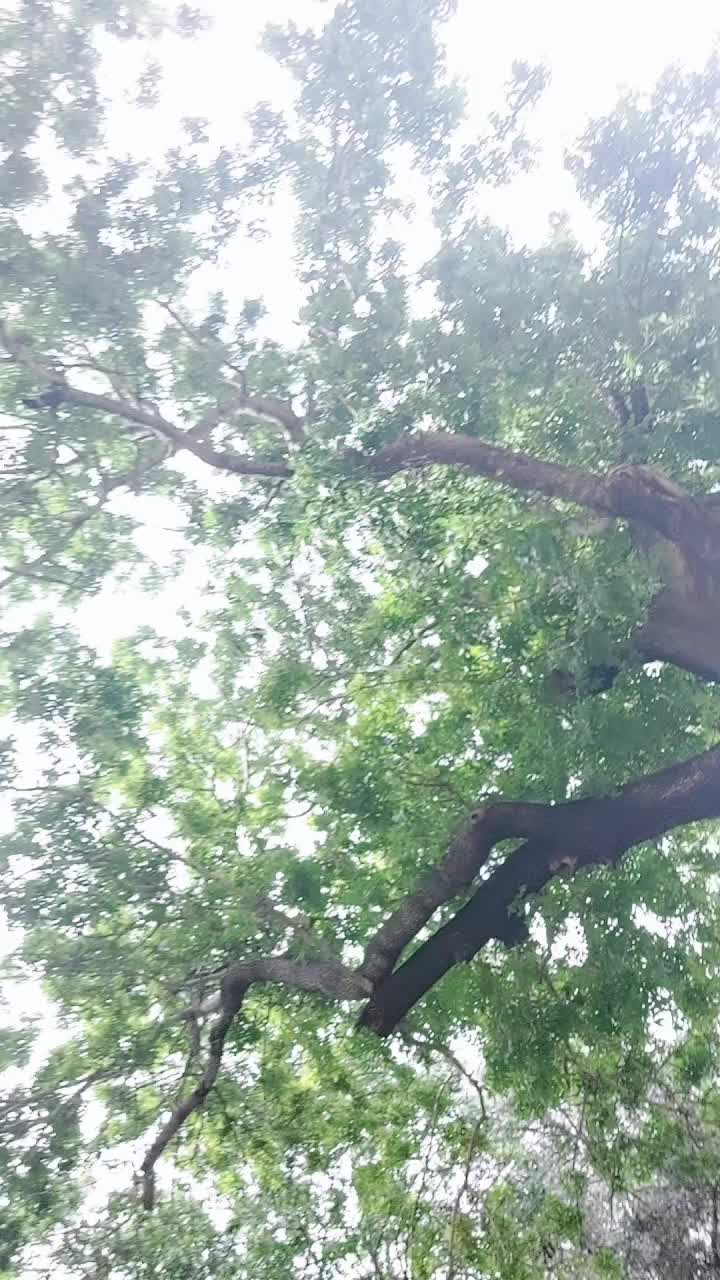 @Maya Tamang
