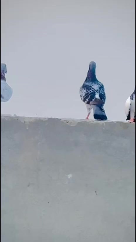 @عدیل رحمن لیہ وال کبوتر باز