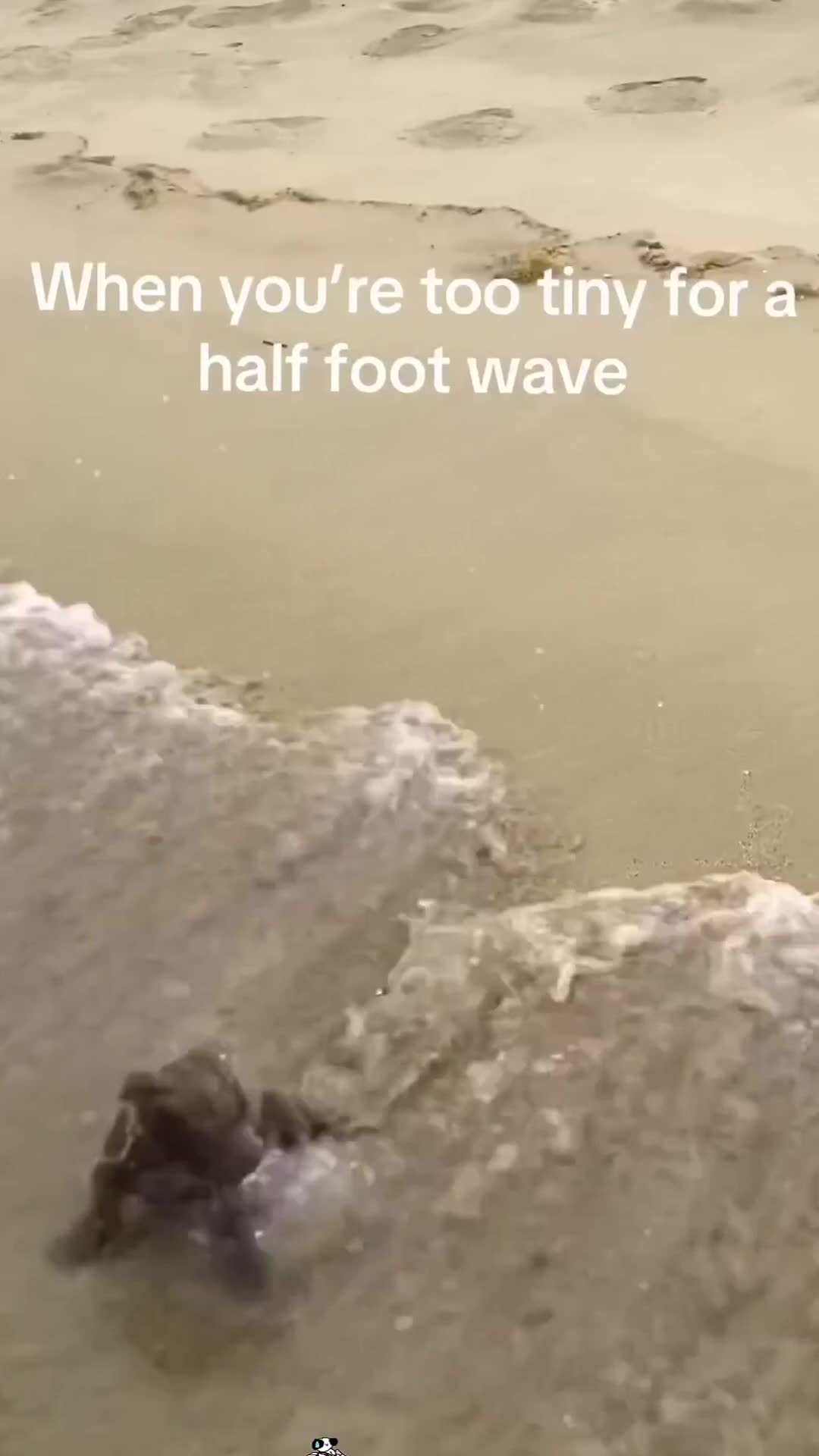 @SaltCast🎣Pure