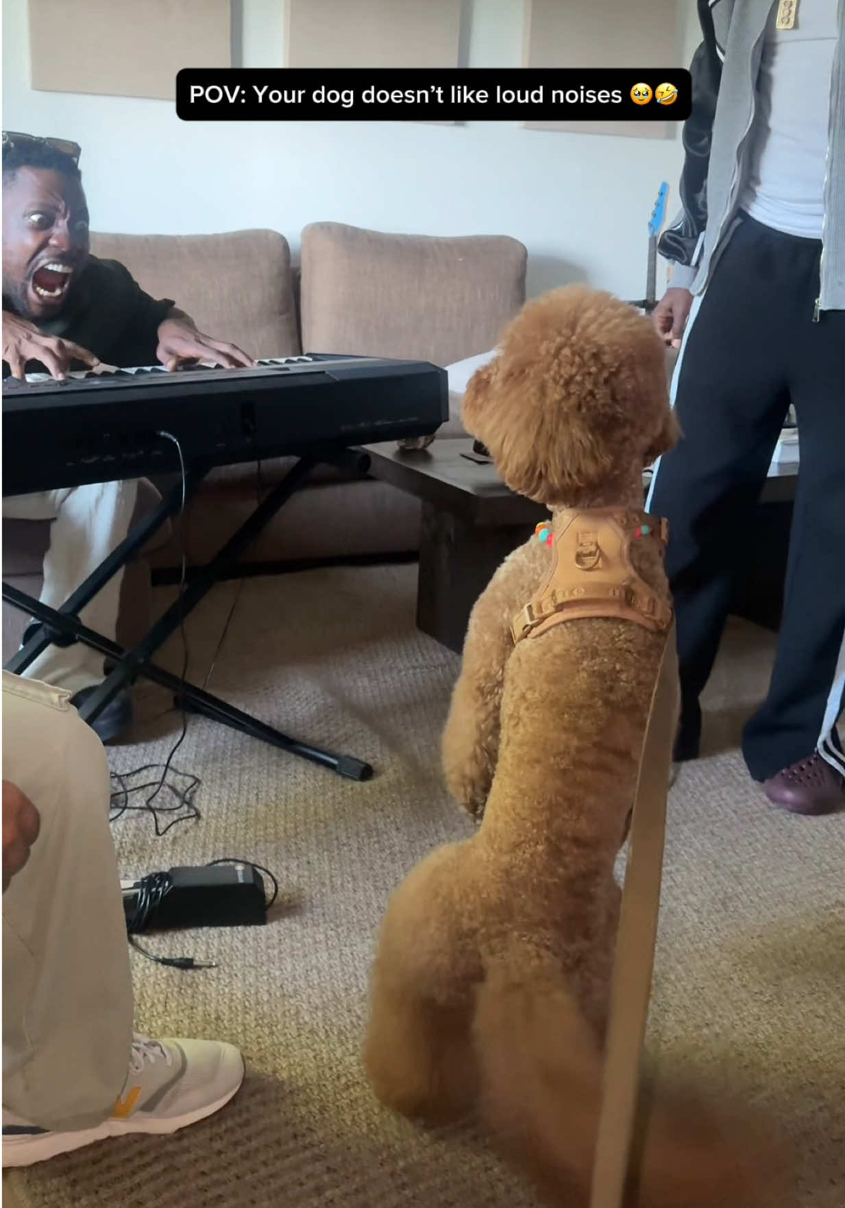 @Mocha | Mini Goldendoodle 🐾