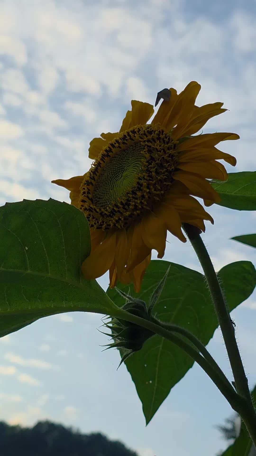 @유튜브 "정선사람들" 안용현