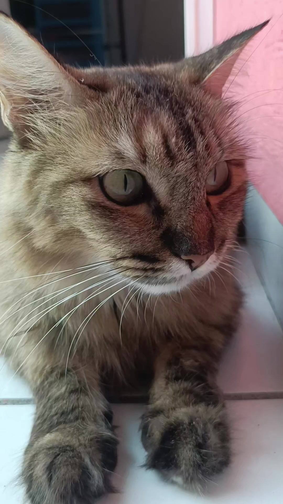@negrita y peluche