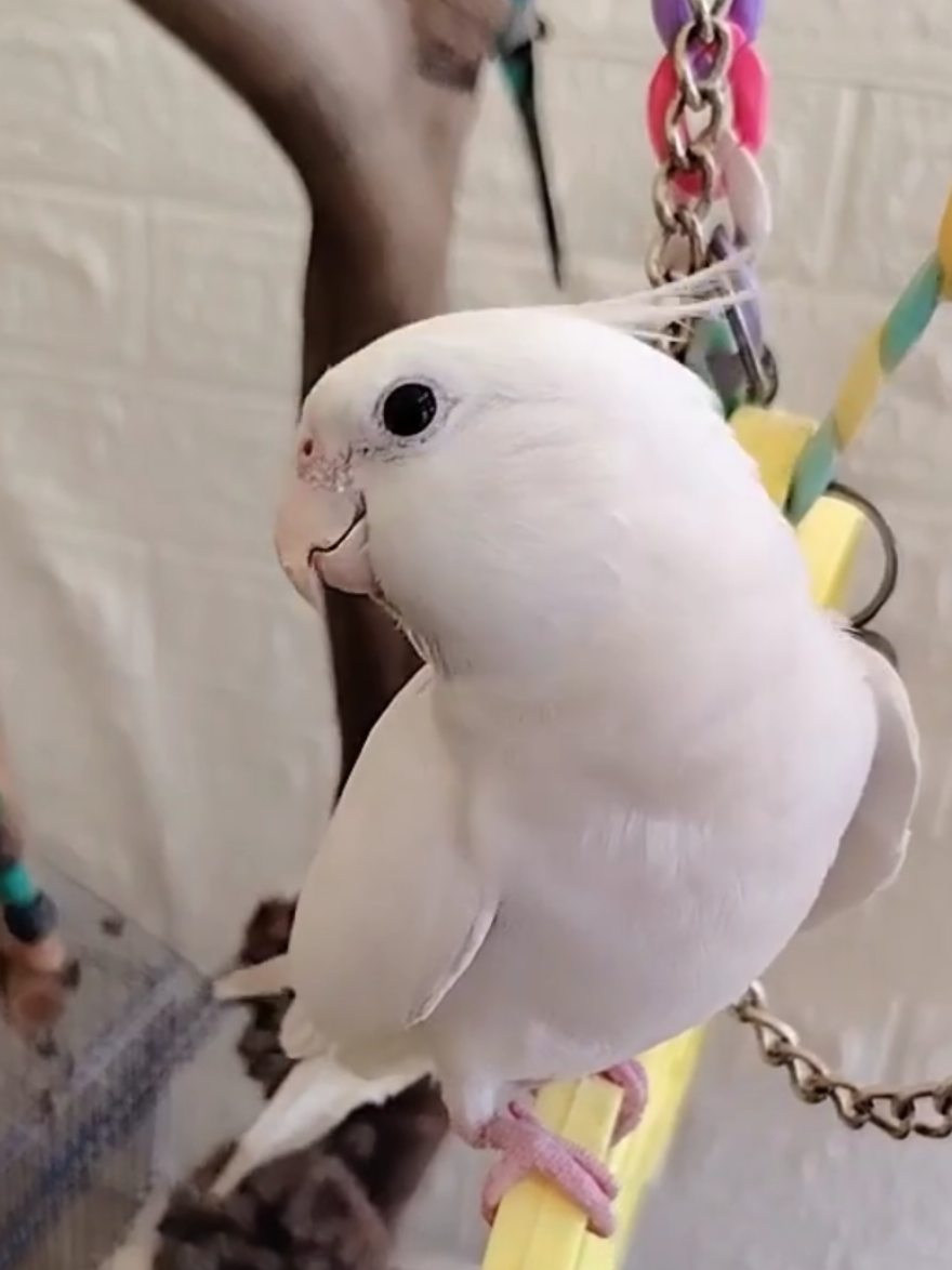 @Cockatiels Craze