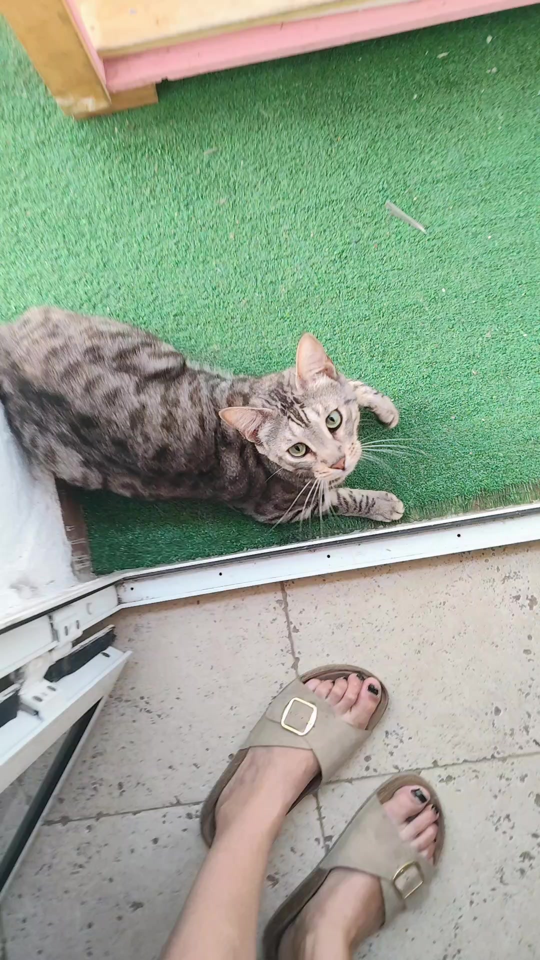 @Sra.Gato