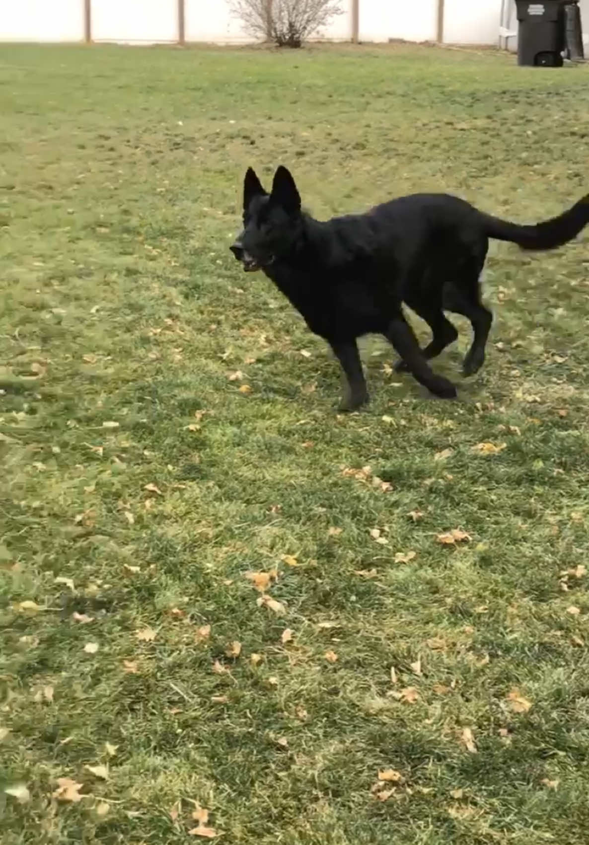 @K9 Dina