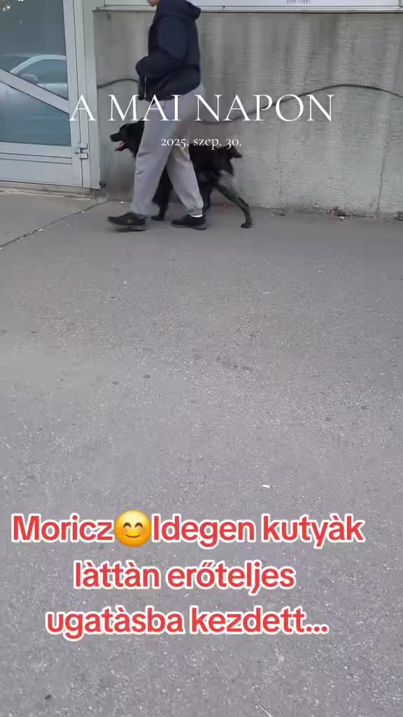 @Viki-Kutyakozmetika M&aacute;sk&eacute;pp