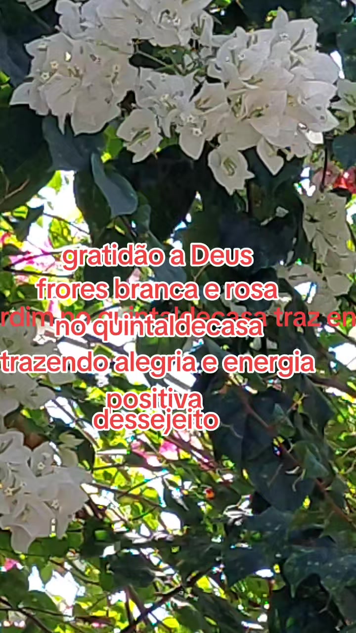 @Maria Jos&eacute; Batista d