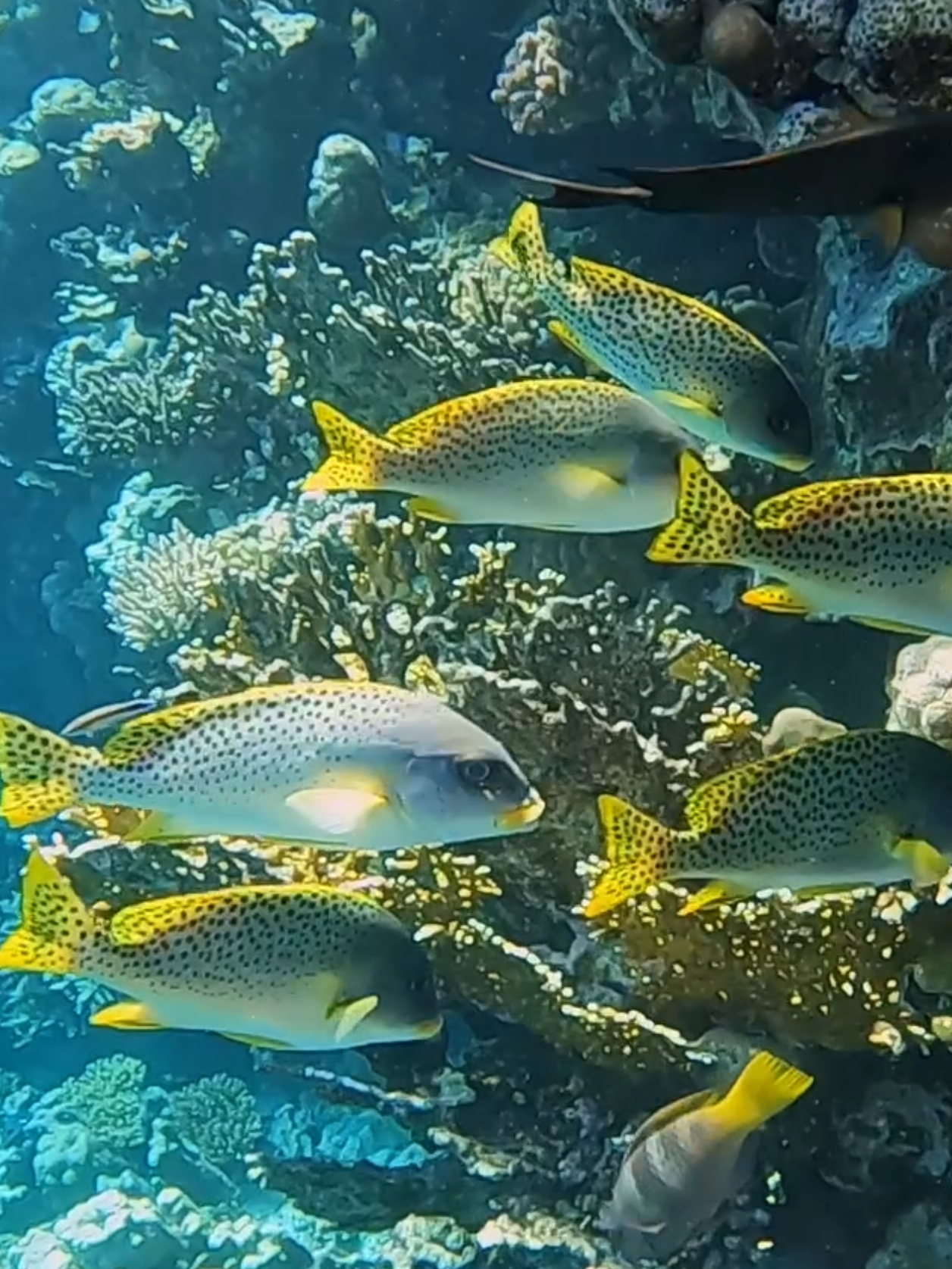 @Our Underwater Universe