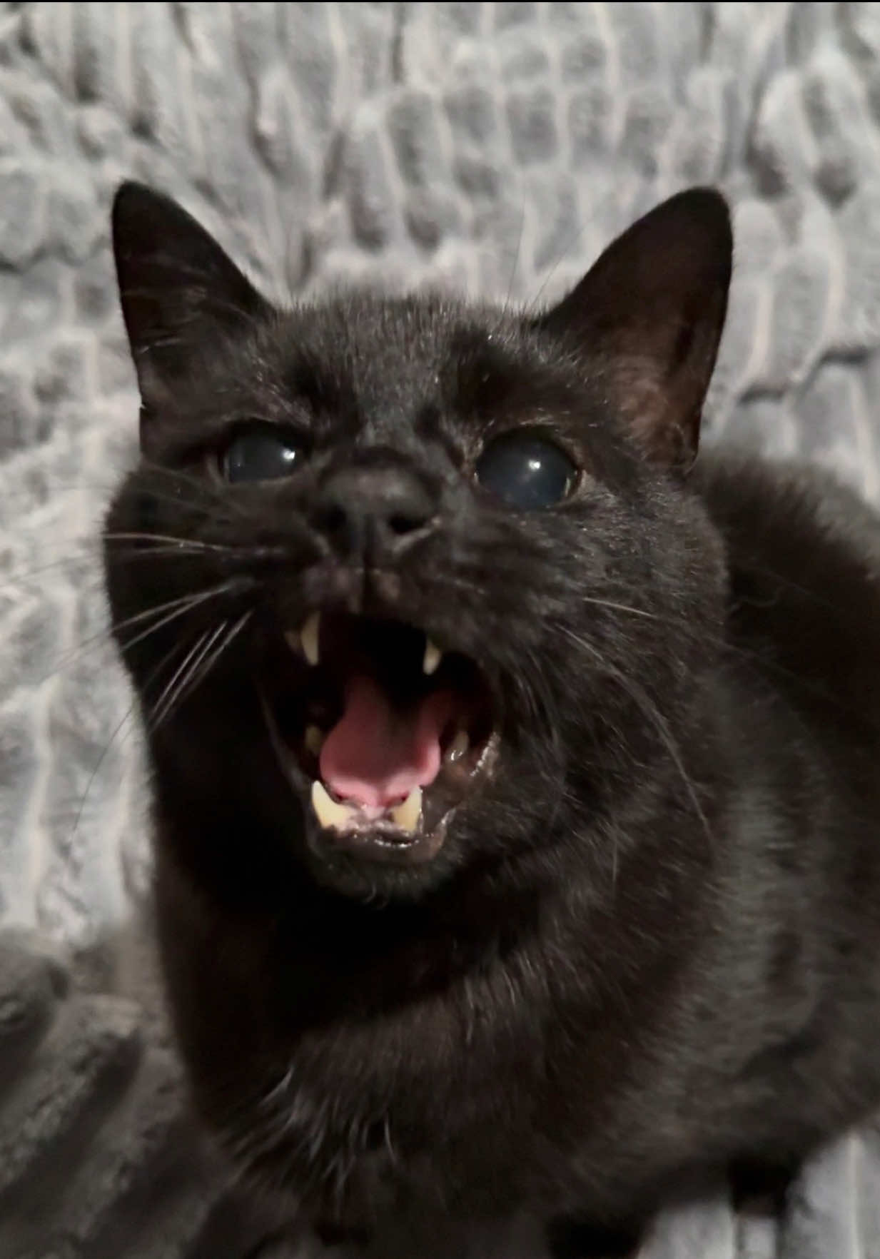 @Teefie_tribe 🐈&zwj;⬛🐈&zwj;⬛🐈🦷🦷