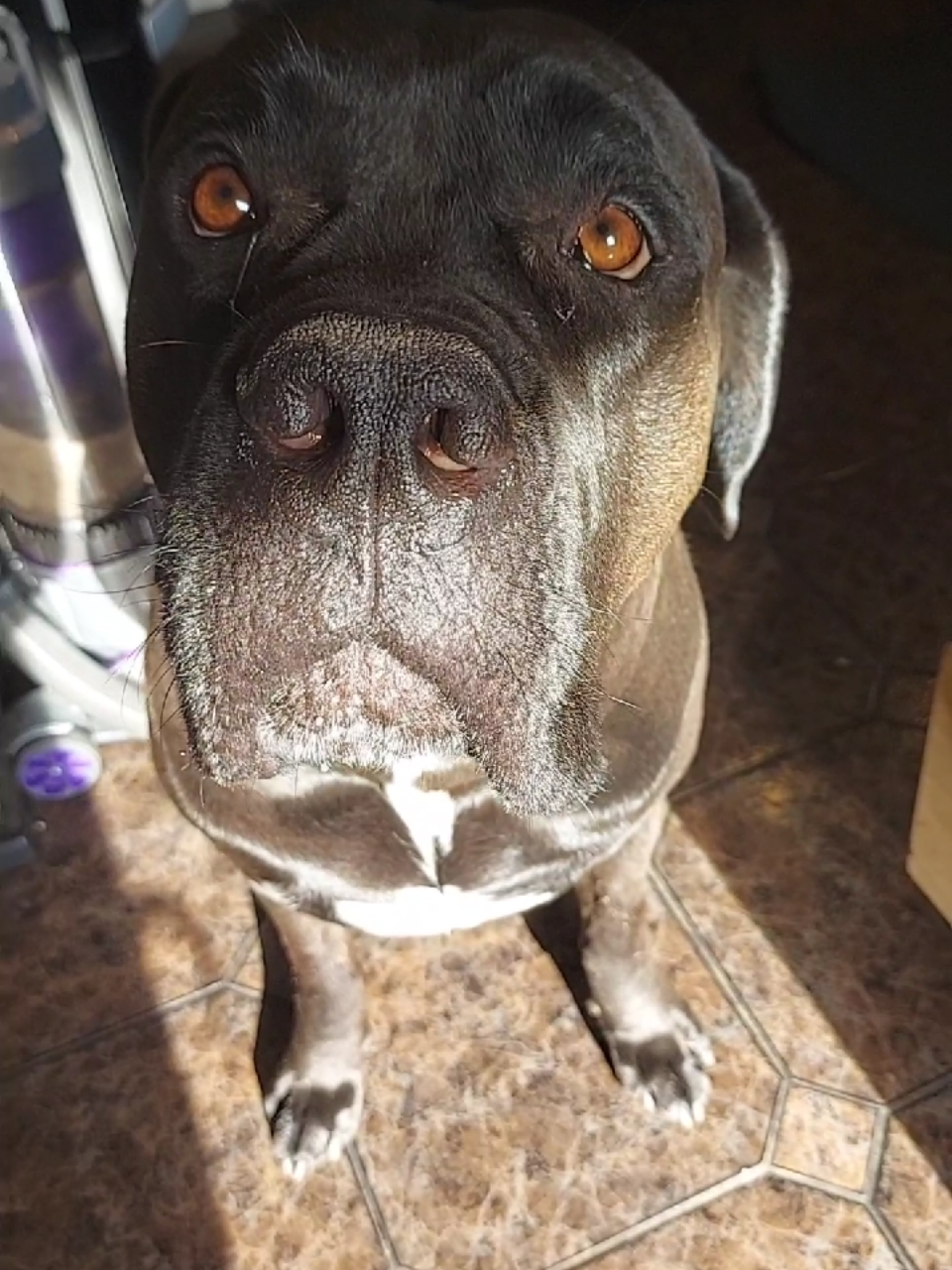 @Canecorspuppy