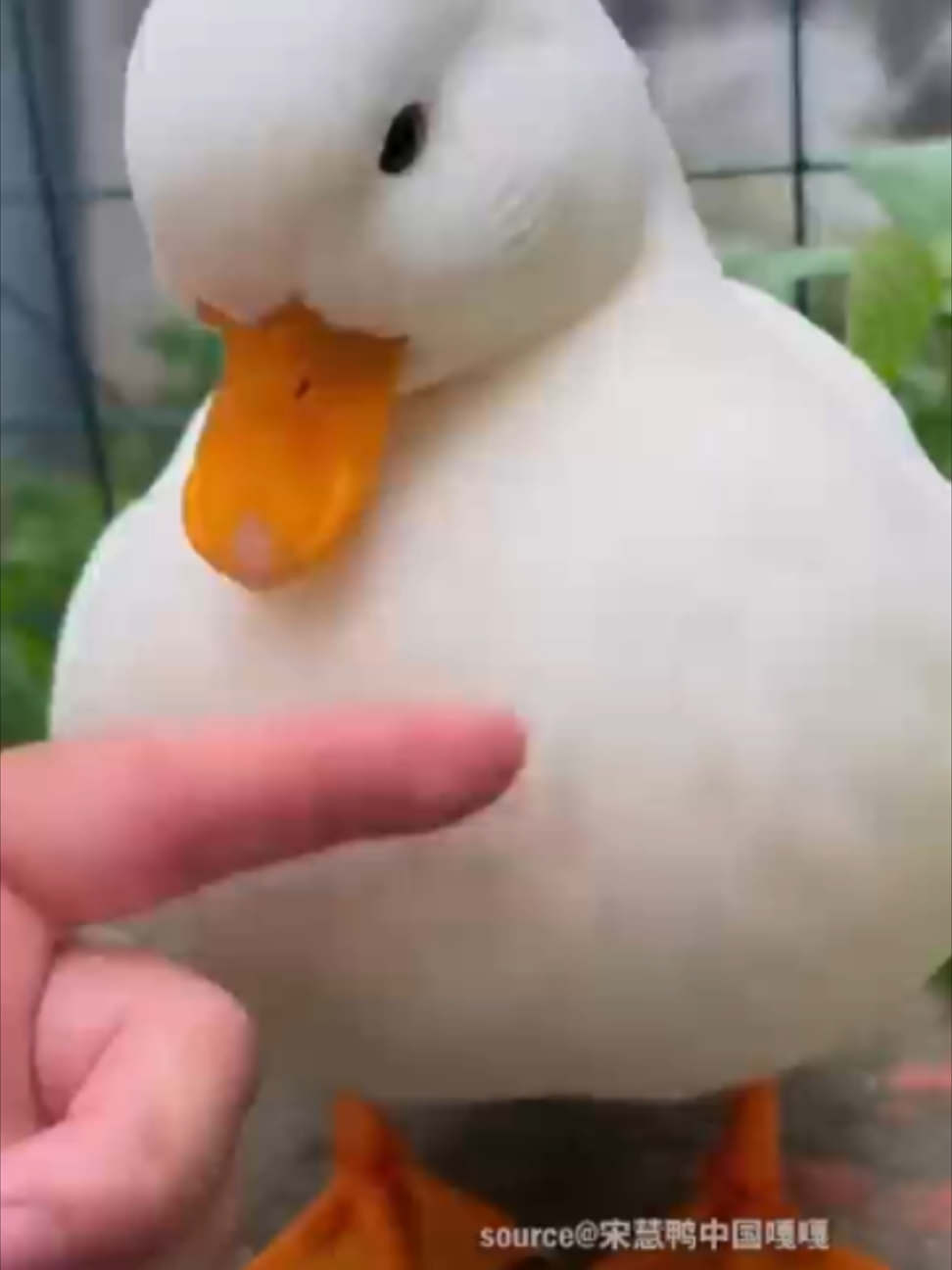 @TrendZ_CN
