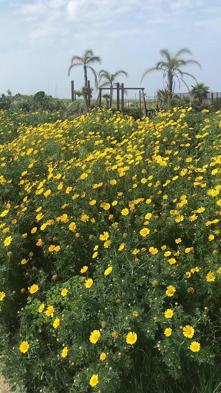 @Fabio.Sicily