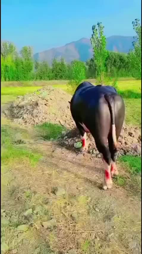 @ASAD Sarkar123
